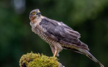 Karvaly Accipiter nisus 1