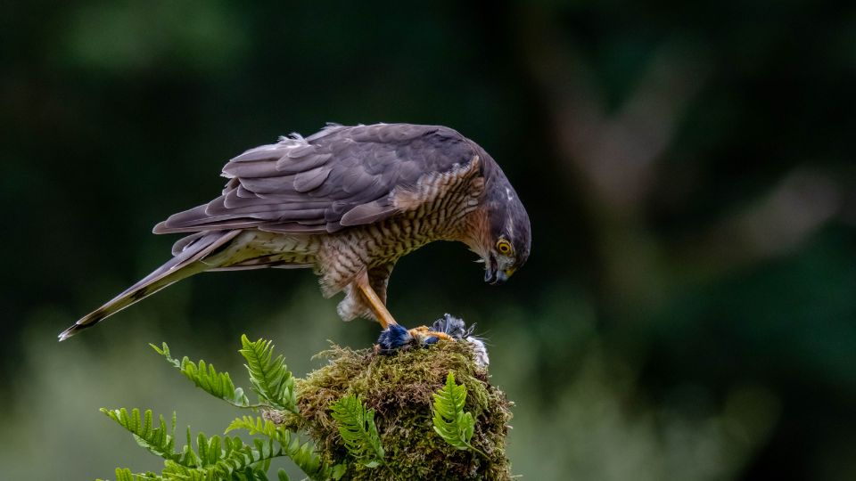 Karvaly (Accipiter nisus)