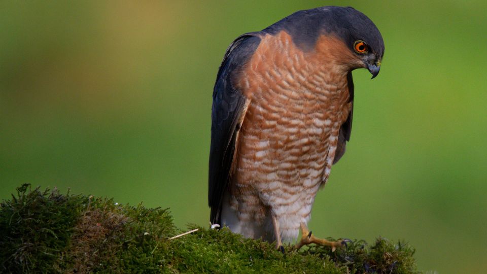 Karvaly (Accipiter nisus)