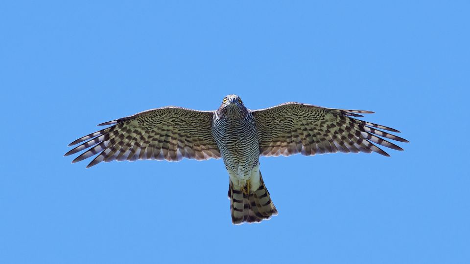 Karvaly (Accipiter nisus)