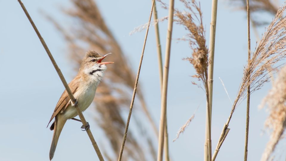 Kecses nádirigó (Acrocephalus arundinaceus)