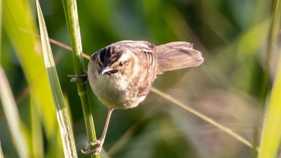 Kecses nádirigó (Acrocephalus arundinaceus)