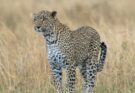 Leopard Panthera pardus 1