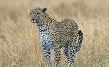 Leopard Panthera pardus 1