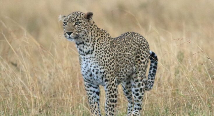 Leopard Panthera pardus 1
