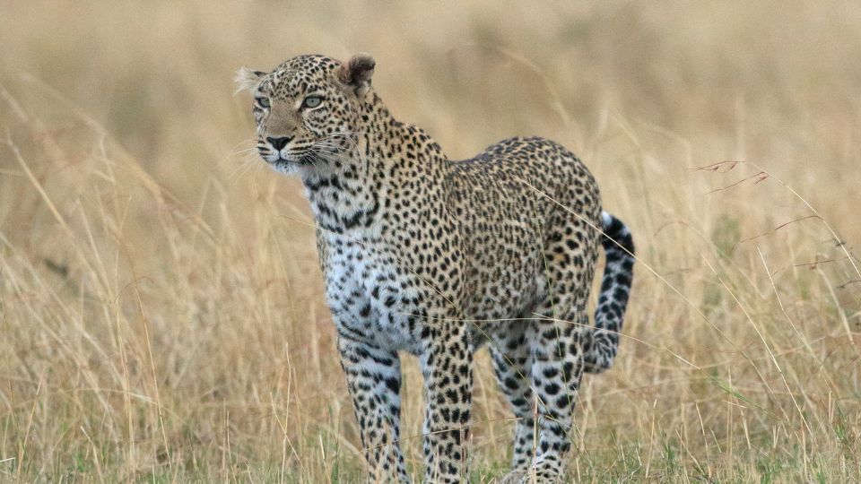 Leopárd (Panthera pardus)