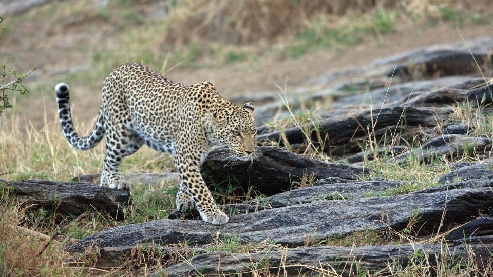 Leopárd (Panthera pardus)