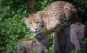 Leopard Panthera pardus 3