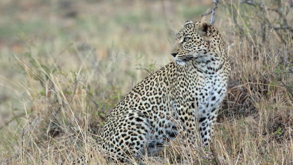 Leopárd (Panthera pardus)