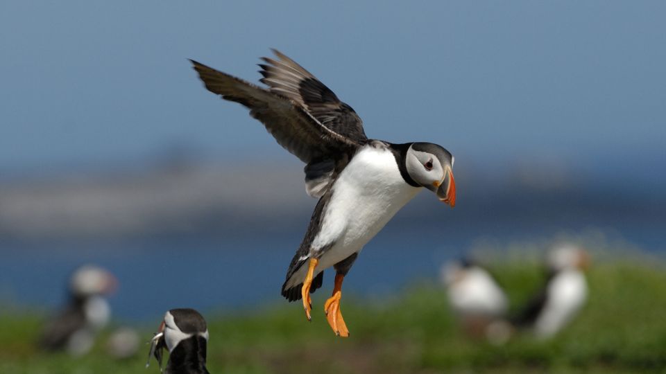Lunda (Fratercula arctica)