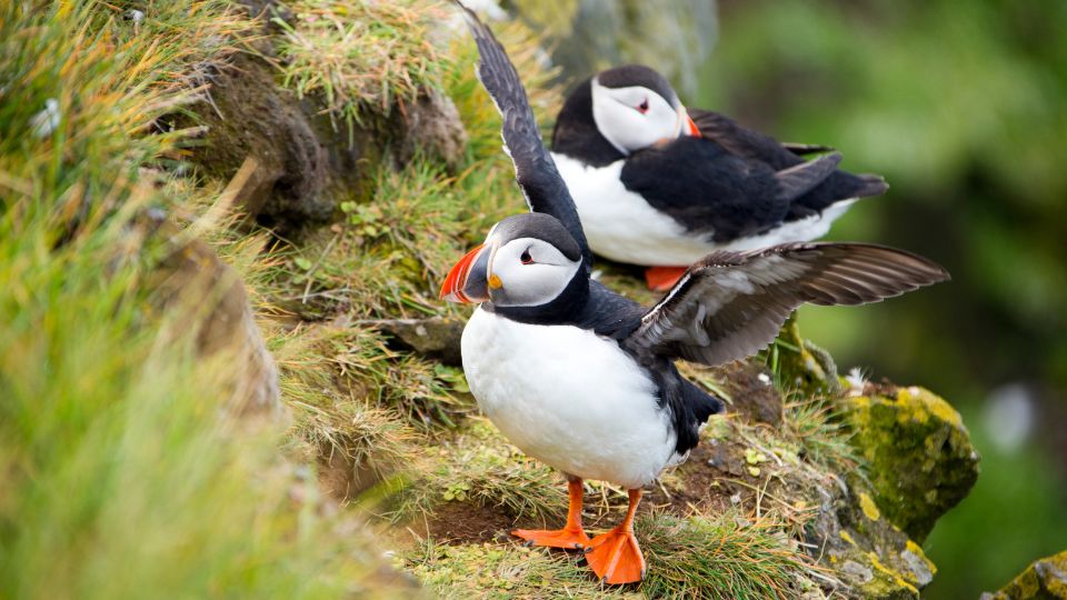 Lunda (Fratercula arctica)