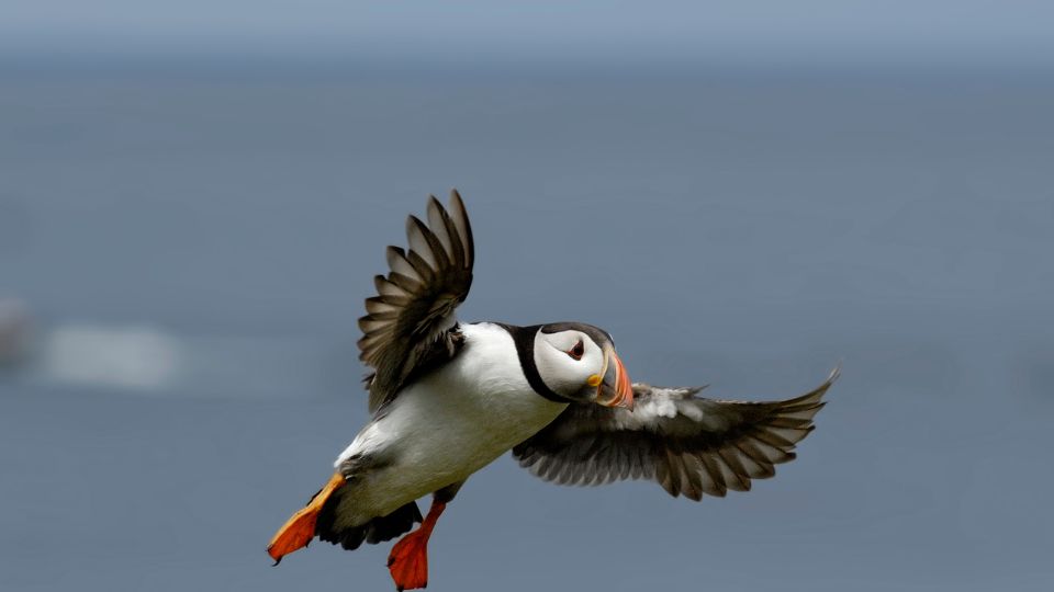 Lunda (Fratercula arctica)