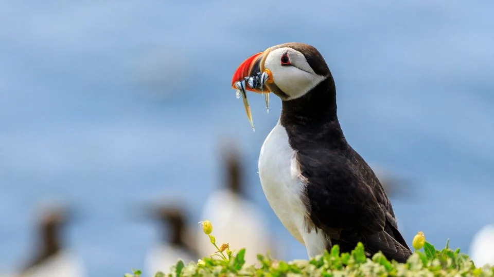 Egy lunda, halakkal a csőrében, zöld növényzet előtt, háttérben tenger.