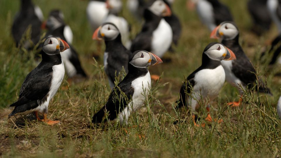 Lunda (Fratercula arctica)