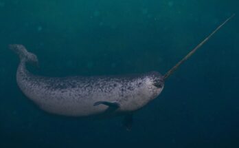 Narval Monodon monoceros