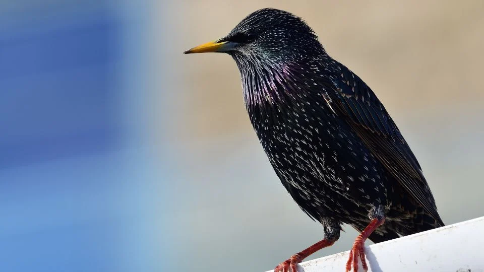 Násztollas seregély ül egy fehér korláton, színes tollazattal.