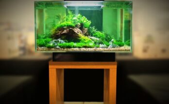 Nelkulozhetetlen akvarium kiegeszitok