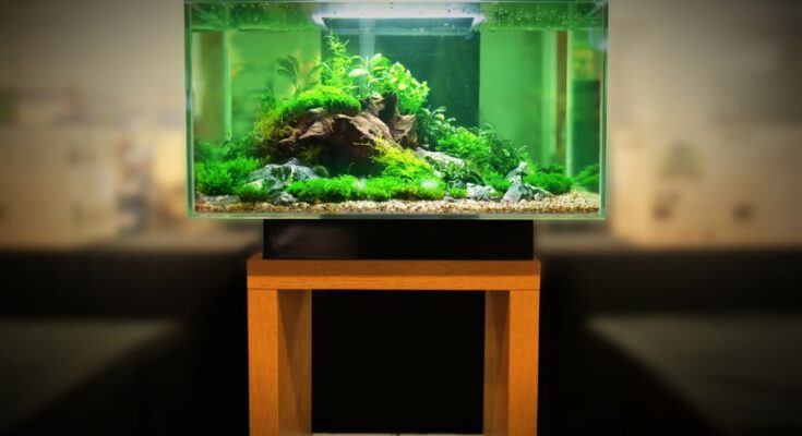 Nelkulozhetetlen akvarium kiegeszitok