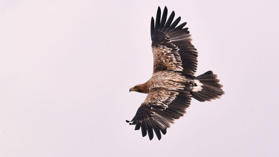 Parlagi sas Aquila heliaca 2