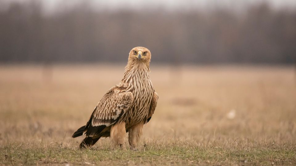 Parlagi sas Aquila heliaca 3