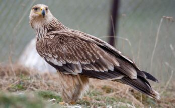 Parlagi sas Aquila heliaca