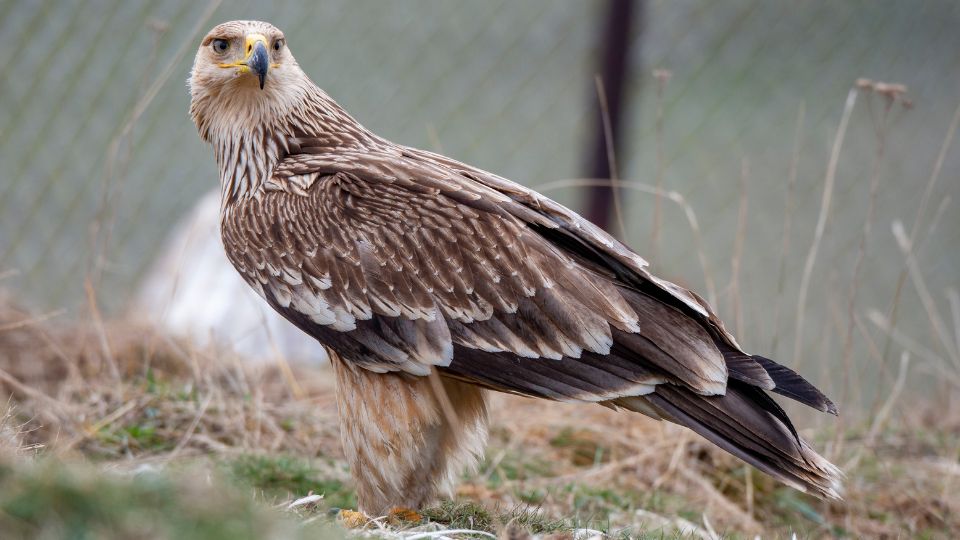 Parlagi sas Aquila heliaca
