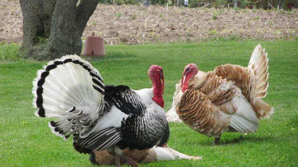 Két pulyka a zöld fűben, az egyik fekete-fehér, a másik barna tollazatú.