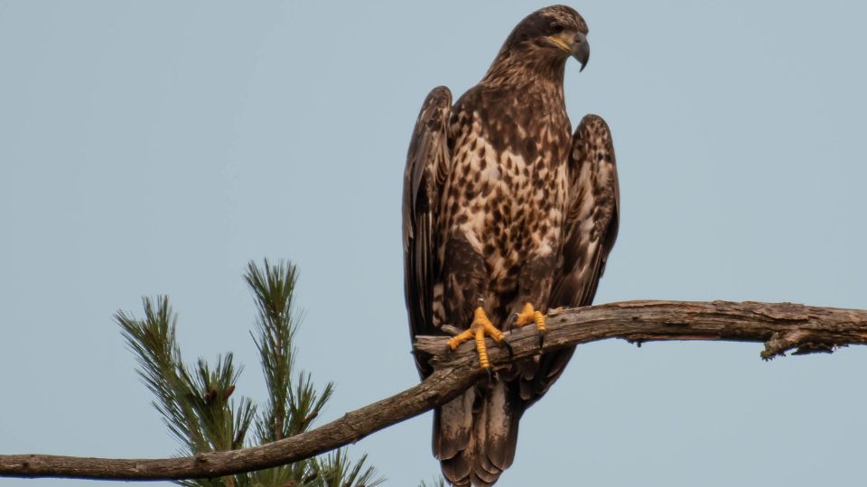 Rétisas (Haliaeetus albicilla)