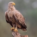 Egy rétisas áll egy faágon, büszkén nézve a távolba, gyönyörű tollazattal.