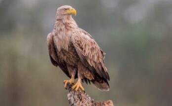 Retisas Haliaeetus albicilla