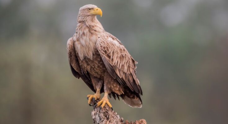 Retisas Haliaeetus albicilla