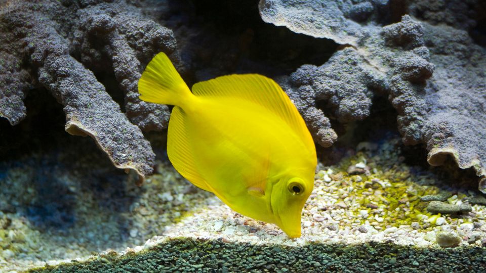 Sarga doktorhal Zebrasoma flavescens 1