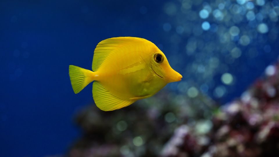 Sarga doktorhal Zebrasoma flavescens 2 1
