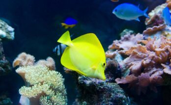 Sarga doktorhal Zebrasoma flavescens