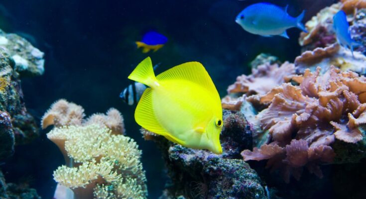 Sarga doktorhal Zebrasoma flavescens