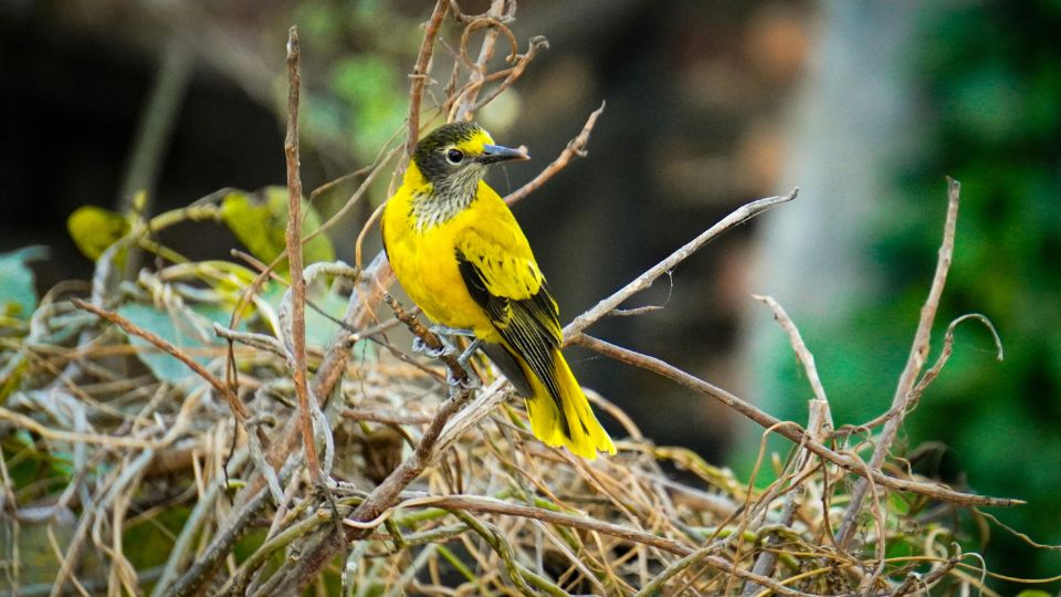 Sárgarigó (Oriolus oriolus)
