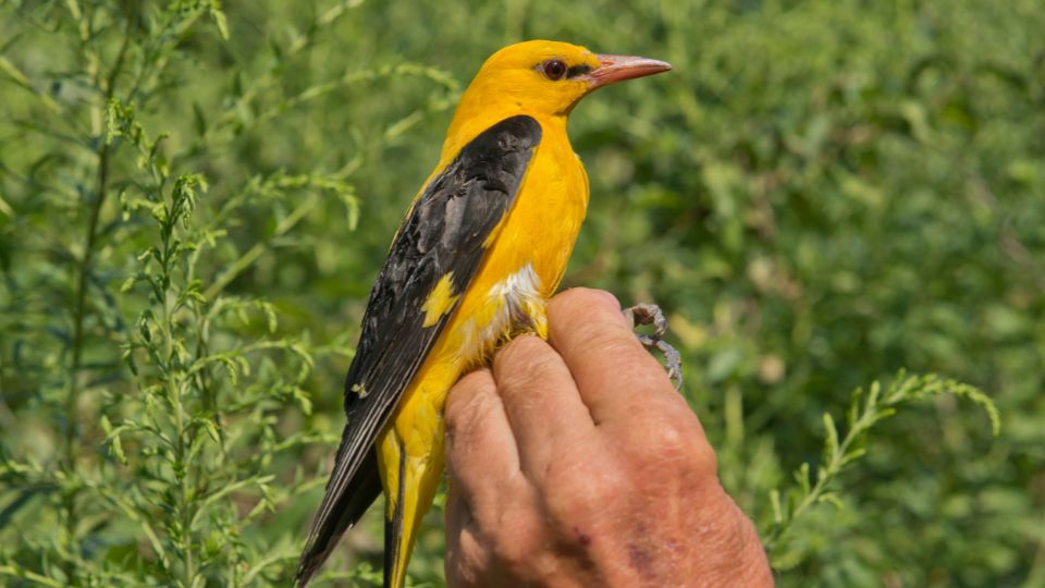 Sárgarigó (Oriolus oriolus)