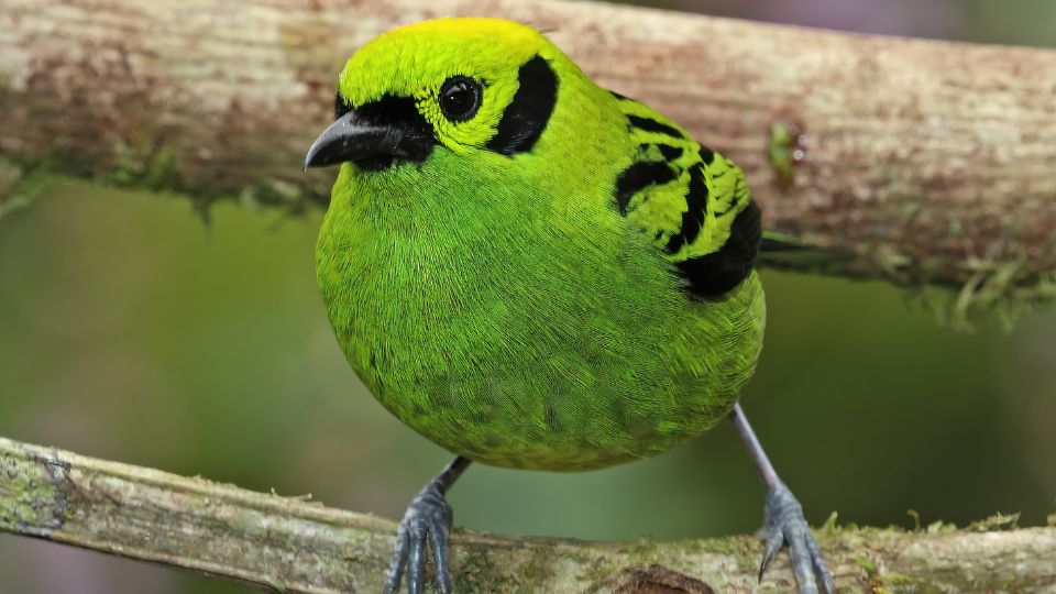 Smaragdtangara