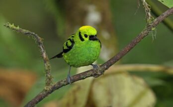 Smaragdtangara Emerald tanager