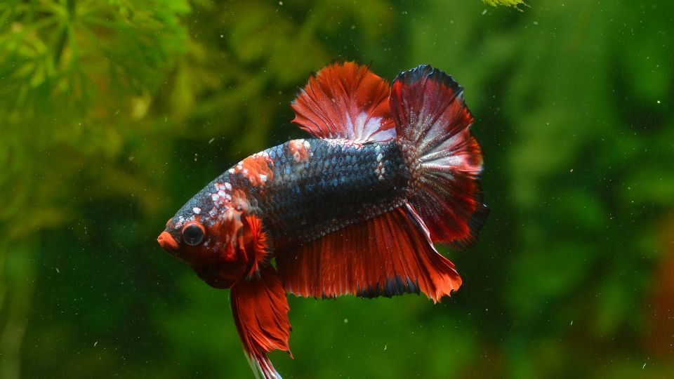 Sziami harcoshal Betta splendens 2