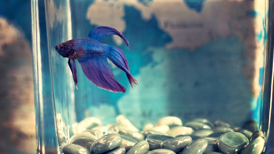 Sziami harcoshal Betta splendens 3