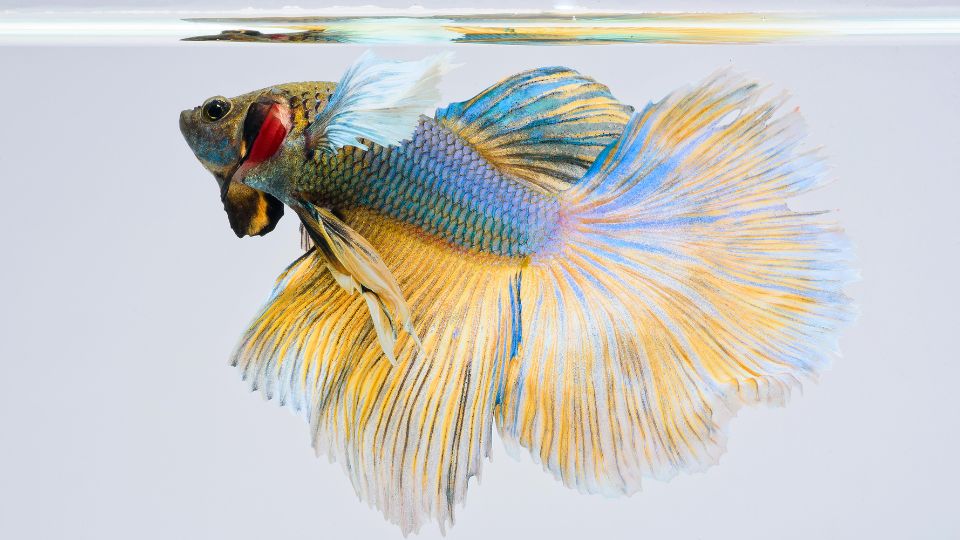 Sziami harcoshal Betta splendens 4 1