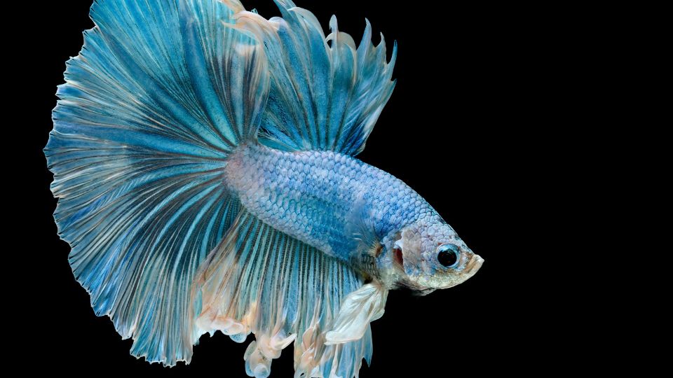 Sziami harcoshal Betta splendens