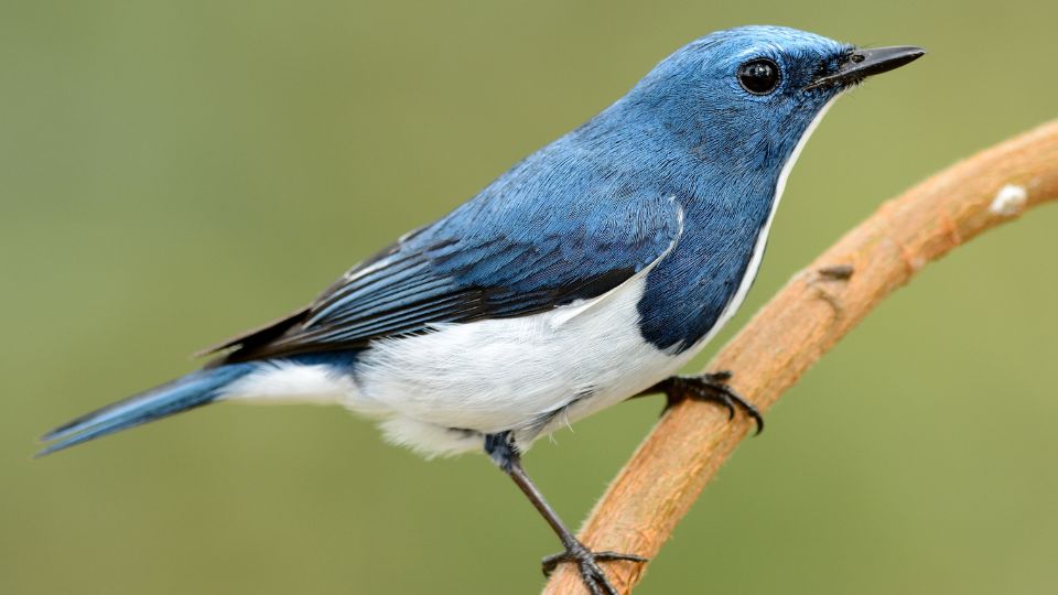 Ultramarin légykapó (Ficedula superciliaris)