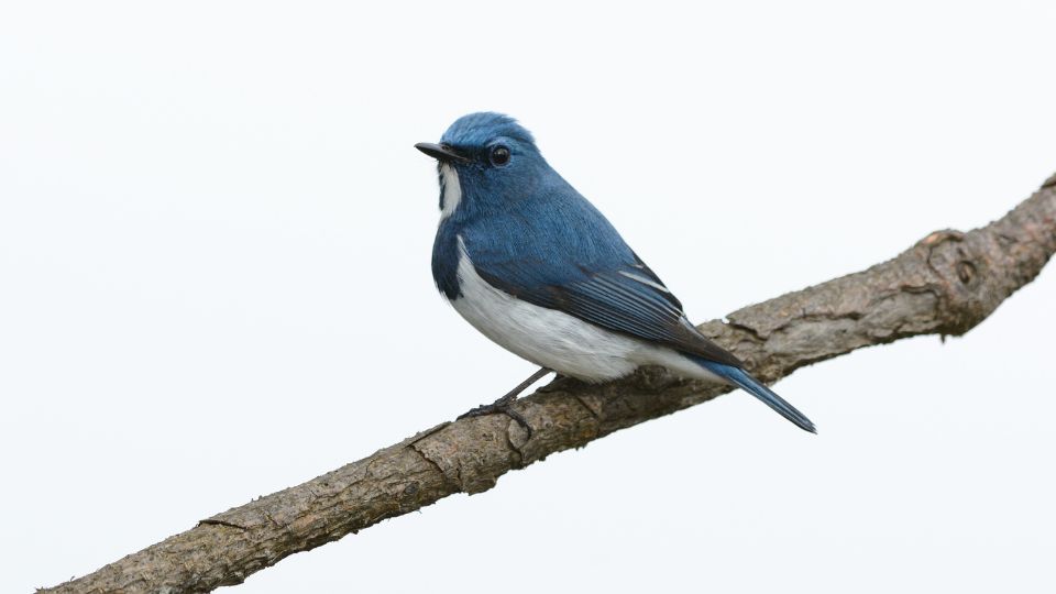 Ultramarin légykapó (Ficedula superciliaris)