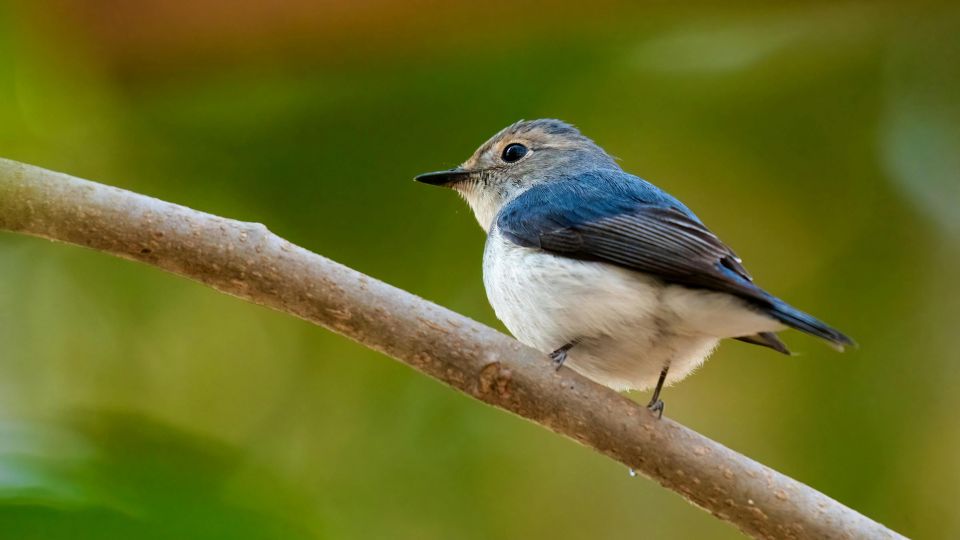 Ultramarin légykapó (Ficedula superciliaris)