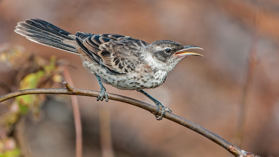 Verebalakuak Passeriformes 1