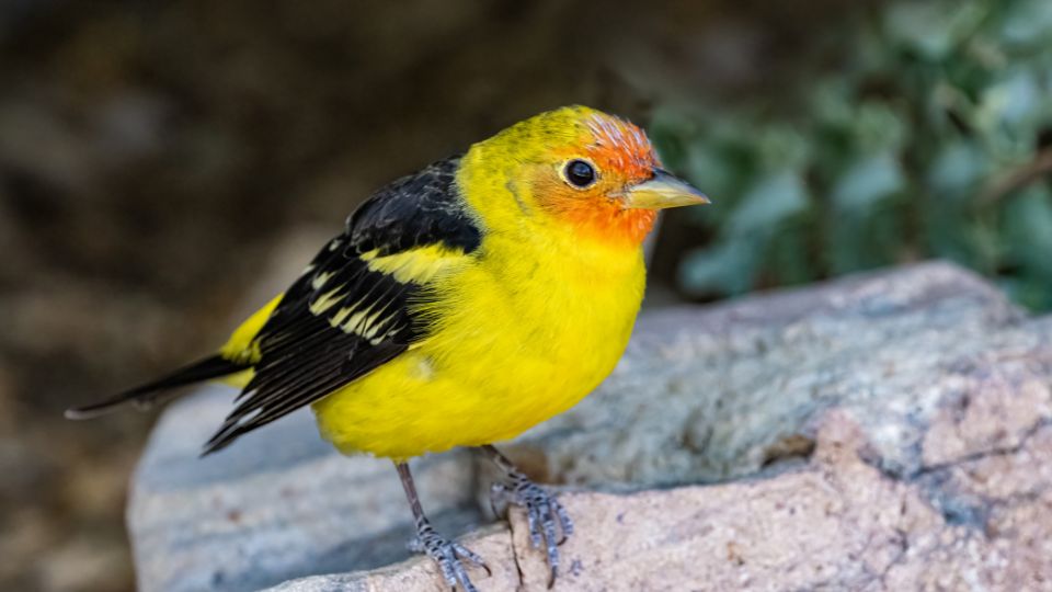 Verebalakuak Passeriformes 2
