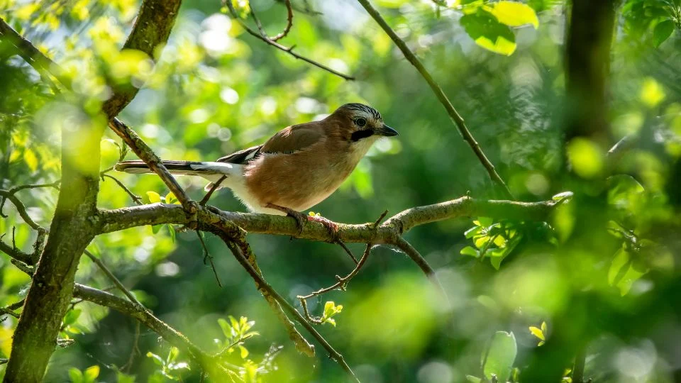 Egy színes madár ül egy ágon, zöld levelek között.