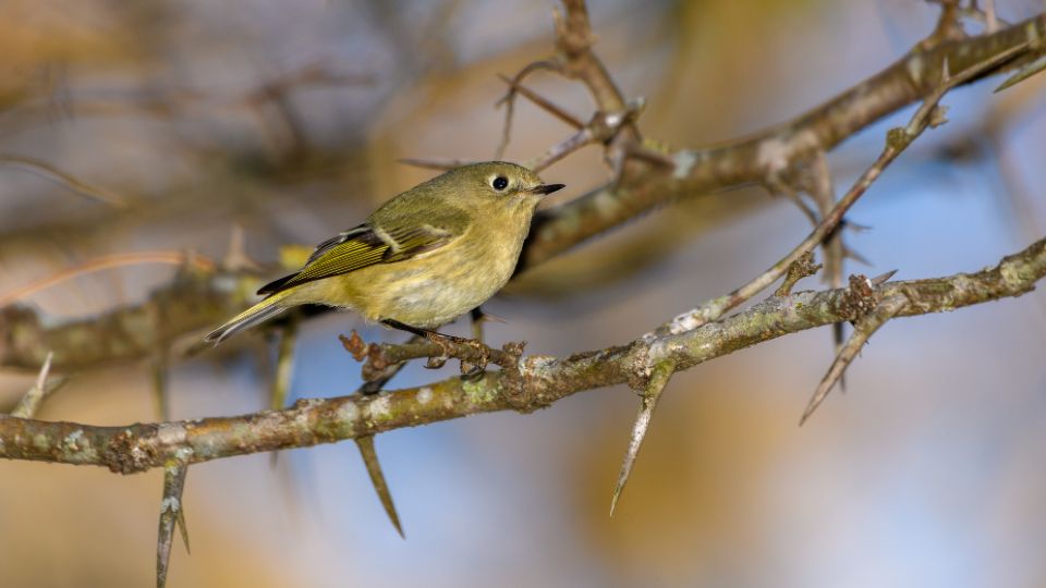 Verebalakuak Passeriformes 4